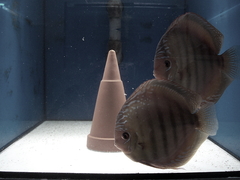 Diskusfische Diskusbuntbarsch