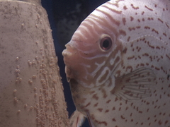 Diskusfische Diskusbuntbarsch