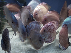 Diskusfische Diskusbuntbarsch