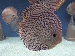 Diskusfische Diskusbuntbarsch