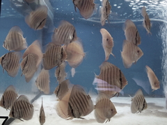 Diskusfische Diskusbuntbarsch