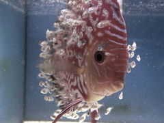 Diskusfische Diskusbuntbarsch