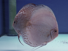 Diskusfische Diskusbuntbarsch