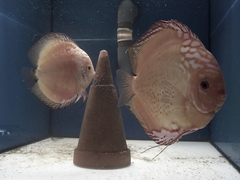 Diskusfische Diskusbuntbarsch