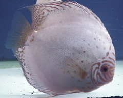 Diskusfische Diskusbuntbarsch