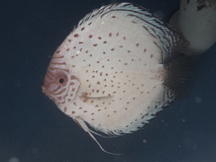 Diskusfische Diskusbuntbarsch