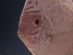 Diskusfische Diskusbuntbarsch