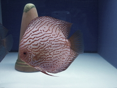 Diskusfische Diskusbuntbarsch