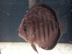 Diskusfische Diskusbuntbarsch