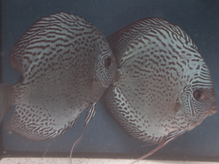 Diskusfische Diskusbuntbarsch