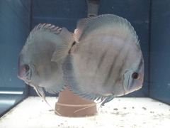 Diskusfische Diskusbuntbarsch