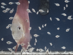 Diskusfische Diskusbuntbarsch