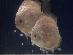 Diskusfische Diskusbuntbarsch