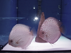 Diskusfische Diskusbuntbarsch