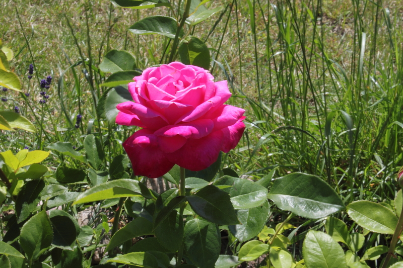 Edelrosen Teerosen Stielrosen