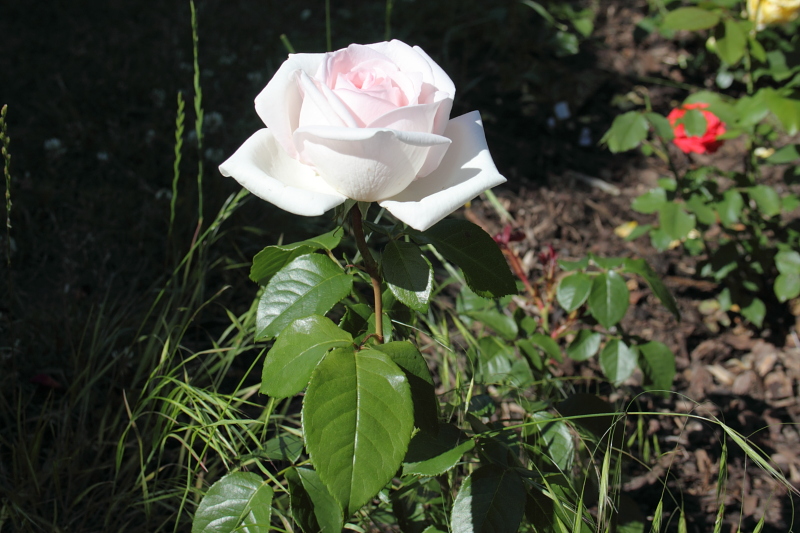 Edelrosen Teerosen Stielrosen