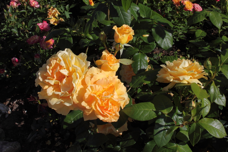 Edelrosen Teerosen Stielrosen