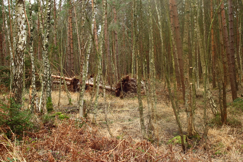 Darßwald