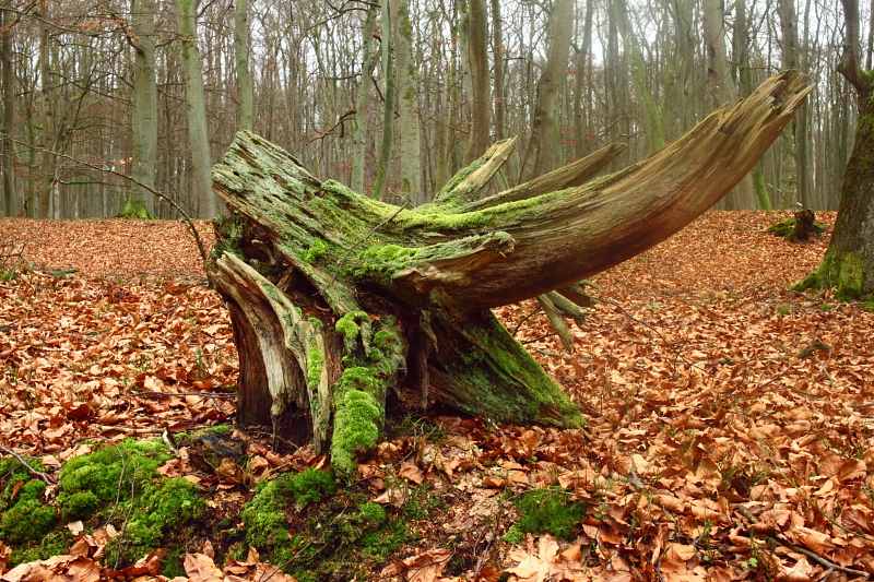 Wurzel im Darßwald