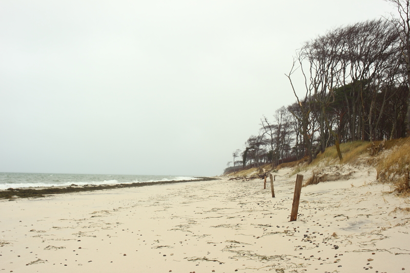 Weststrand am Darßwald