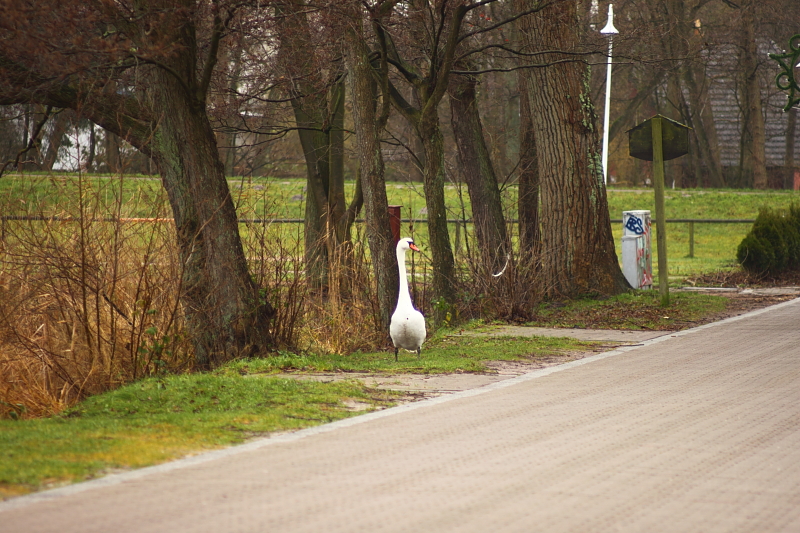 Schwaan am Straßenrand