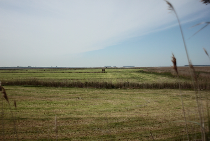 Brunstwerder Wiesen - Fischland-Darß-Zingst