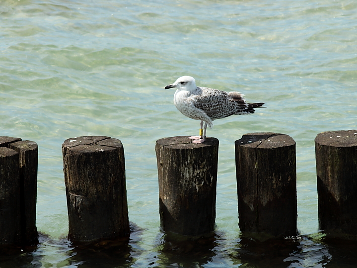 Möve auf Buhne vor Zingst