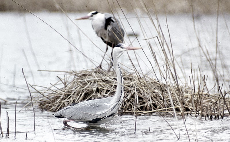 Fischreiher Graureiher