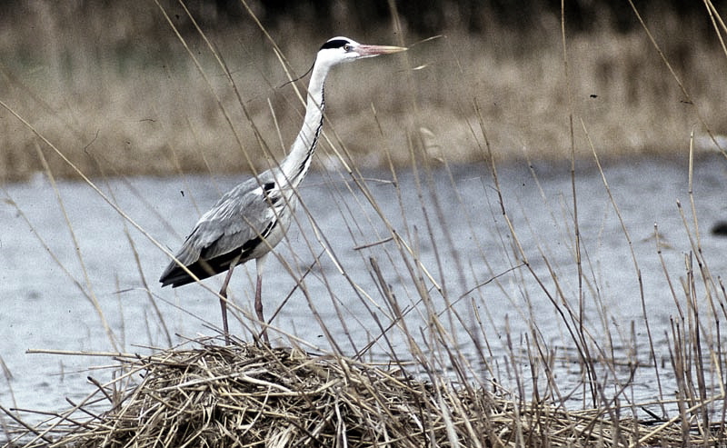 Fischreiher Graureiher