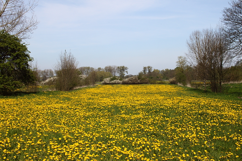 Fruehling Blumen