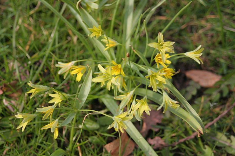 Fruehling Blumen Fruehling Blumen