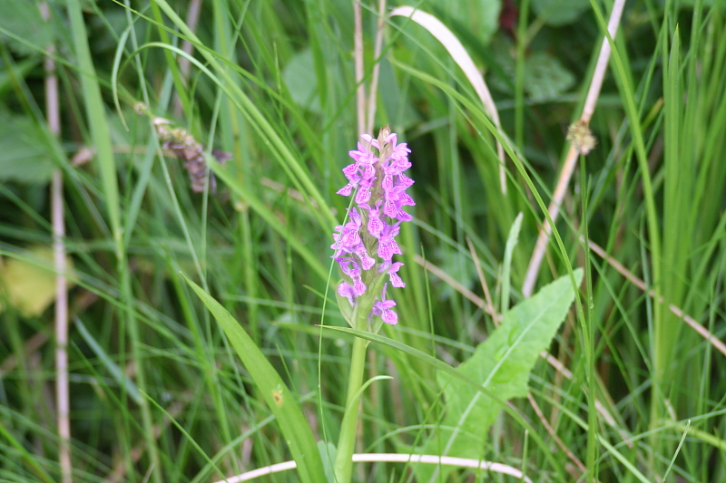 Fruehling Blumen Fruehling Blumen