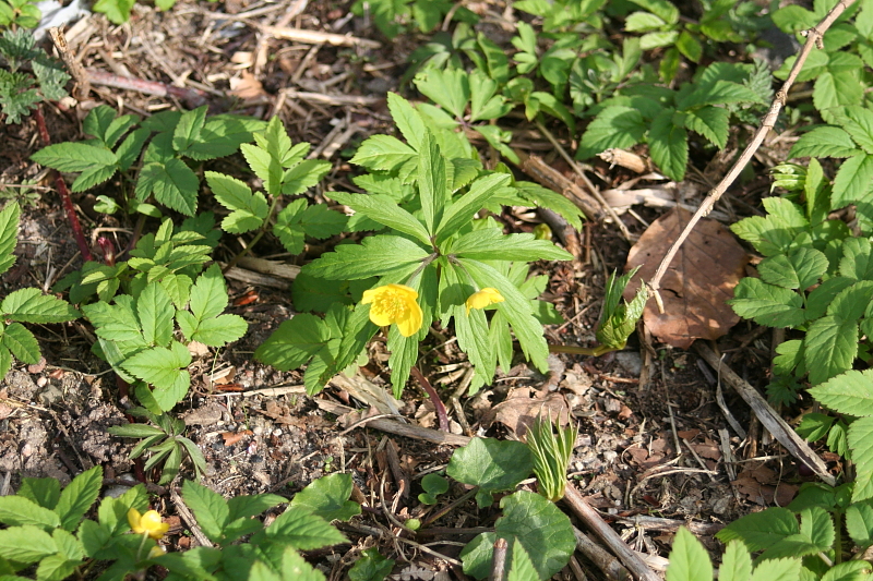 Fruehling Blumen Fruehling Blumen