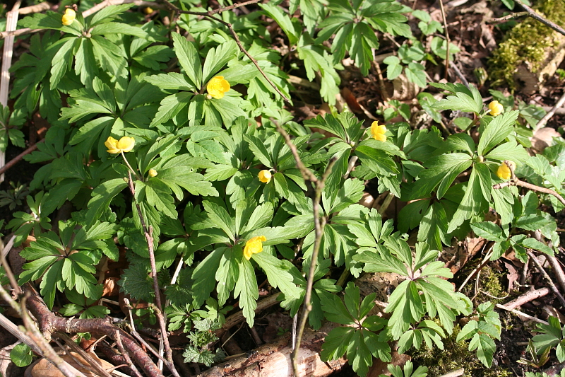 Fruehling Blumen Fruehling Blumen