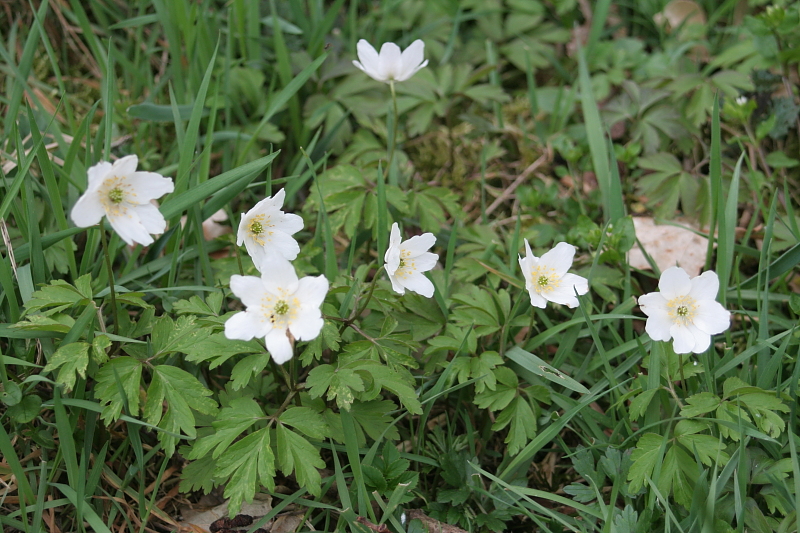 Fruehling Blumen Fruehling Blumen