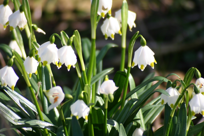 Fruehling Blumen Fruehling Blumen