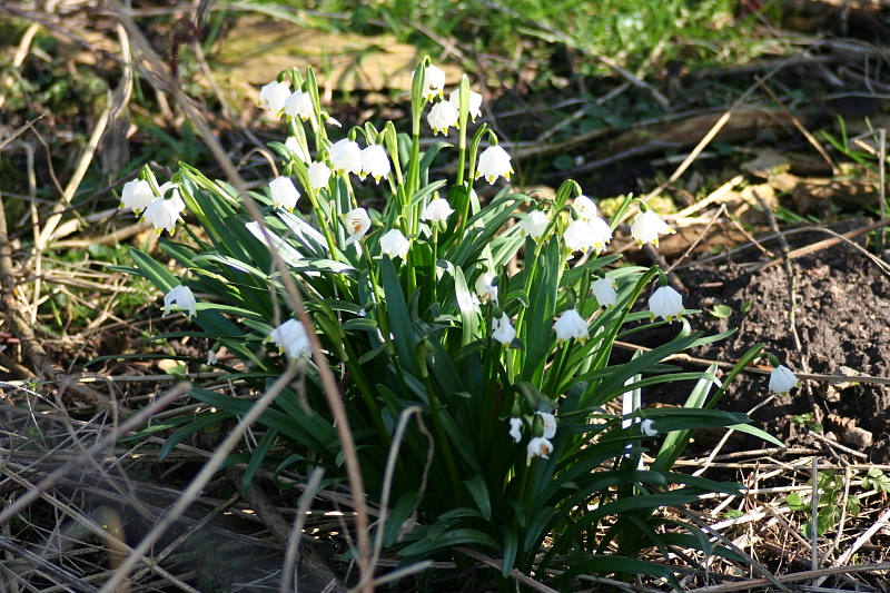 Fruehling Blumen Fruehling Blumen