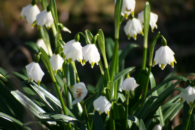 Fruehling Blumen Fruehling Blumen