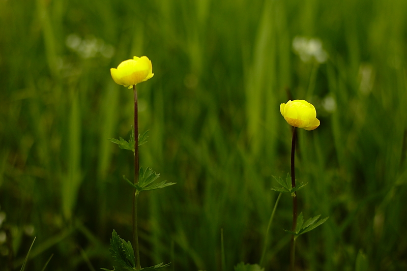 Fruehlingsblumen