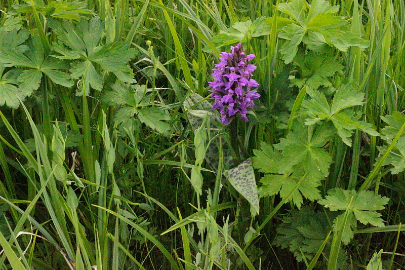 Fruehlingsblumen