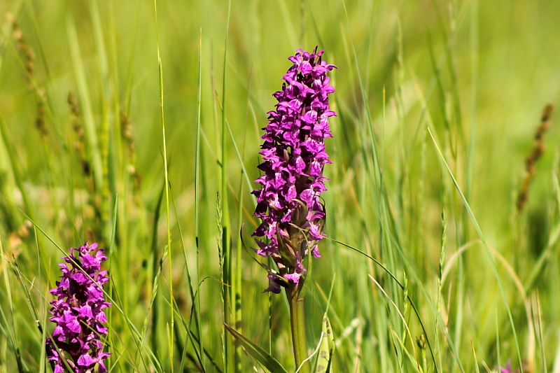 Fruehlingsblumen