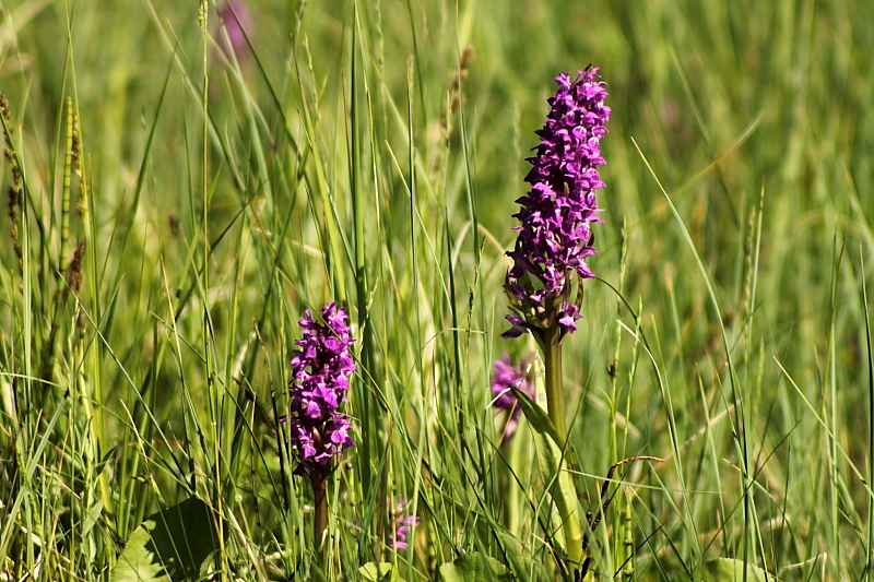 Fruehlingsblumen