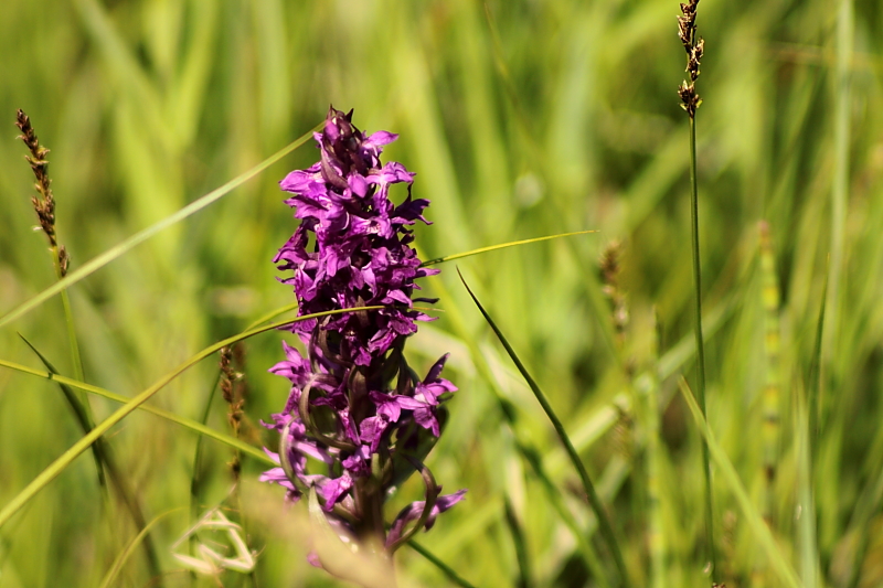 Fruehlingsblumen