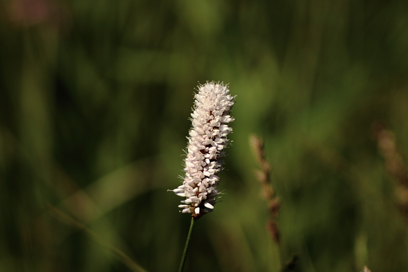 Fruehlingsblumen