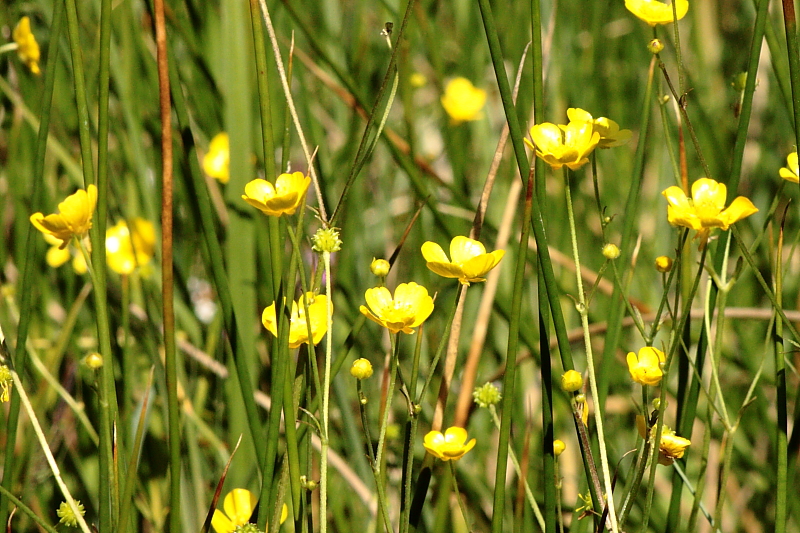 Fruehlingsblumen