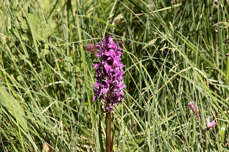 Fruehlingsblumen