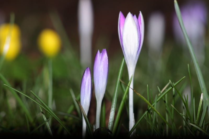 Fruehlingsblumen