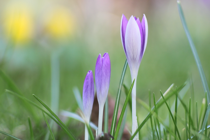 Fruehlingsblumen