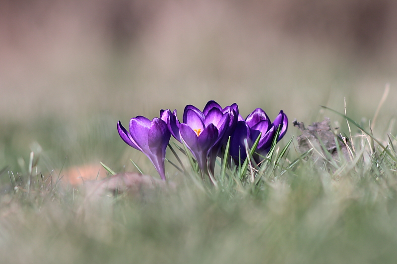 Fruehlingsblumen