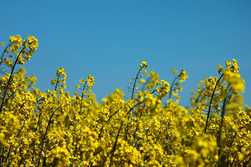 Fruehlingsblumen